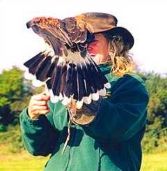 Cornish Birds of Prey