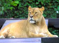 Newquay Zoo