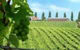 Three Choirs
                    Vinyard