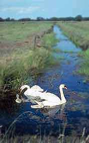 Somerset Levels